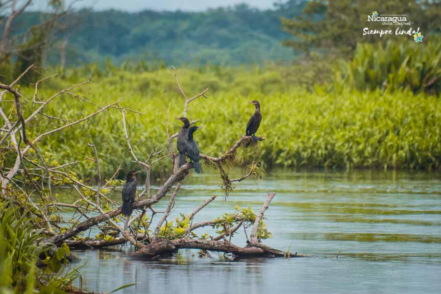 La rivière Guatuzos San Juan