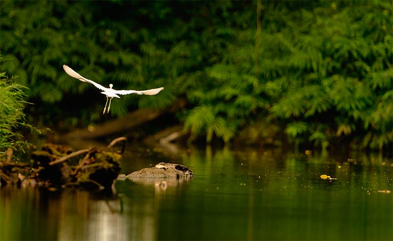 Indischer Maisreiher