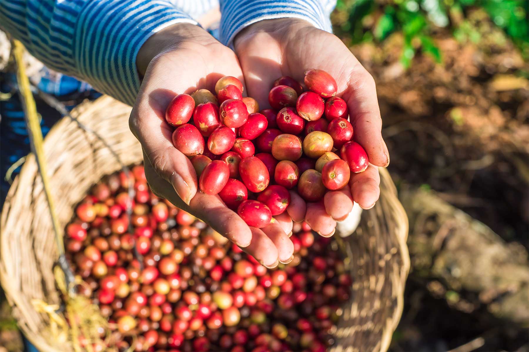 Finca Cafetalera,Matagalpa