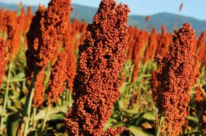 Sorghum-Ernte.