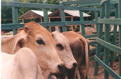 Livestock, an activity of economic importance.