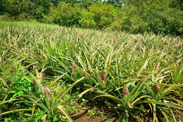 Cultivos de piña