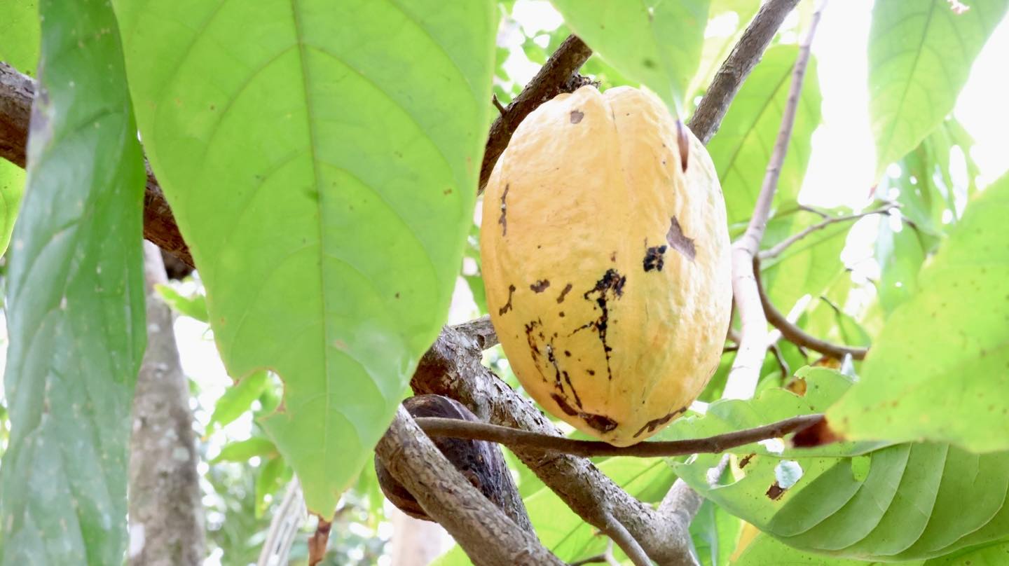 Fruta del Cacao