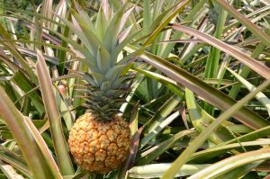 Pineapple cultivation