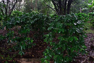 Cultivo de café de sombra