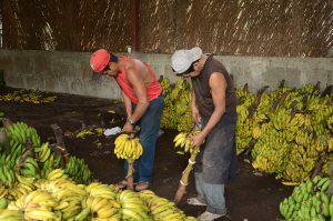 Selection of bananas for marketing.