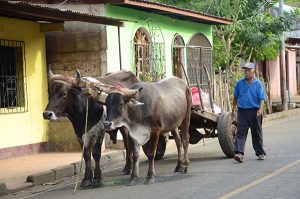 Ox cart.