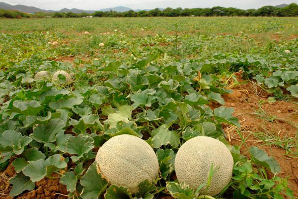 Melon cultivation.