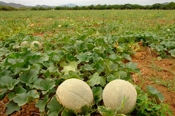 Coltivazione del melone.