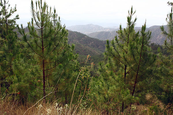 pinos patula nueva segovia