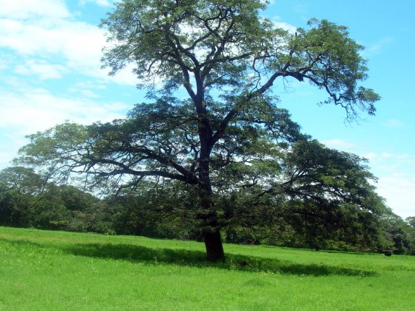 Arbol de genizaro_villanueva_naturaleza2