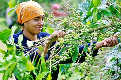 coffee cultivation