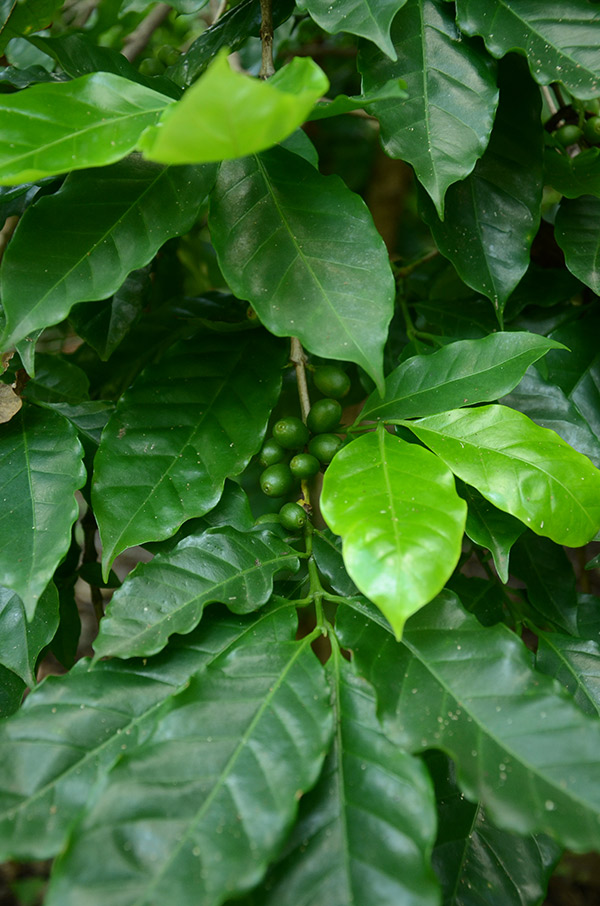 Coffee cultivation_achuapa_naturaleza_gal10