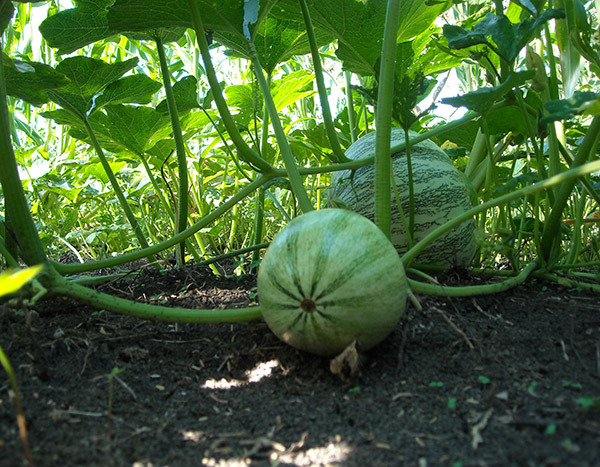 Pipián-Anbau_eljicaral_naturaleza_gal8