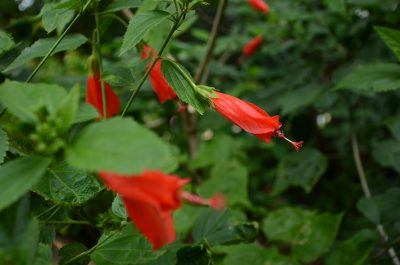 Flor de Avispa_achuapa_naturaleza3