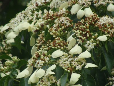 Flor de Madroño_elsauce_naturaleza3