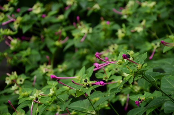 Flor de Maravilla_achuapa_naturaleza4