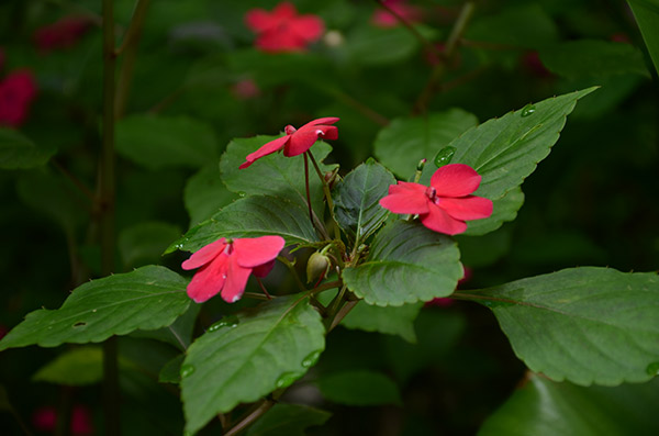 Flor de china_achuapa_naturaleza_gal9