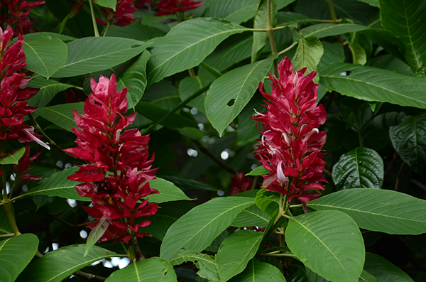 Common flora_achuapa_natural_gal1