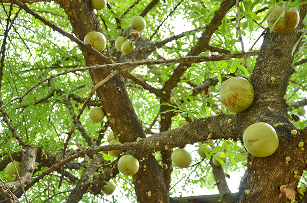 Frucht l von jícaro_eljicaral_cultura_gal1