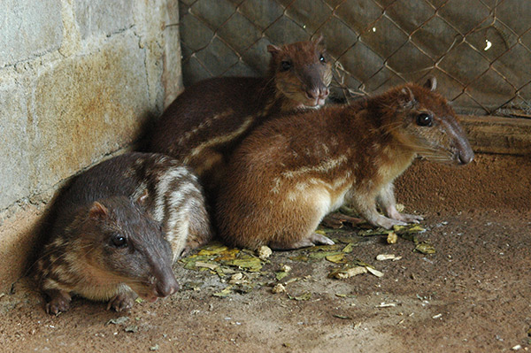 Guardatinajas_achuapa_naturaleza_gal7