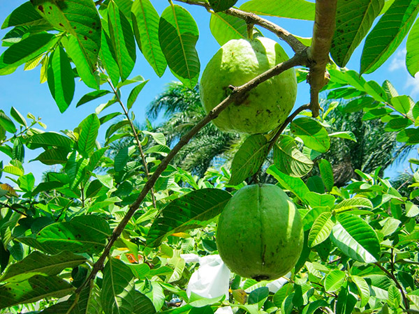 Guayabas eljicaral_naturaleza_gal5