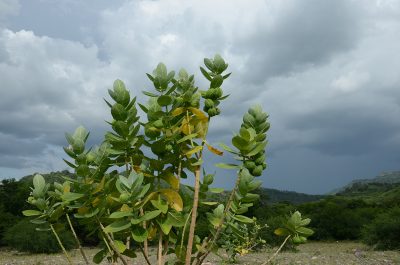 Huevo de Yanki_eljicaral_naturaleza1