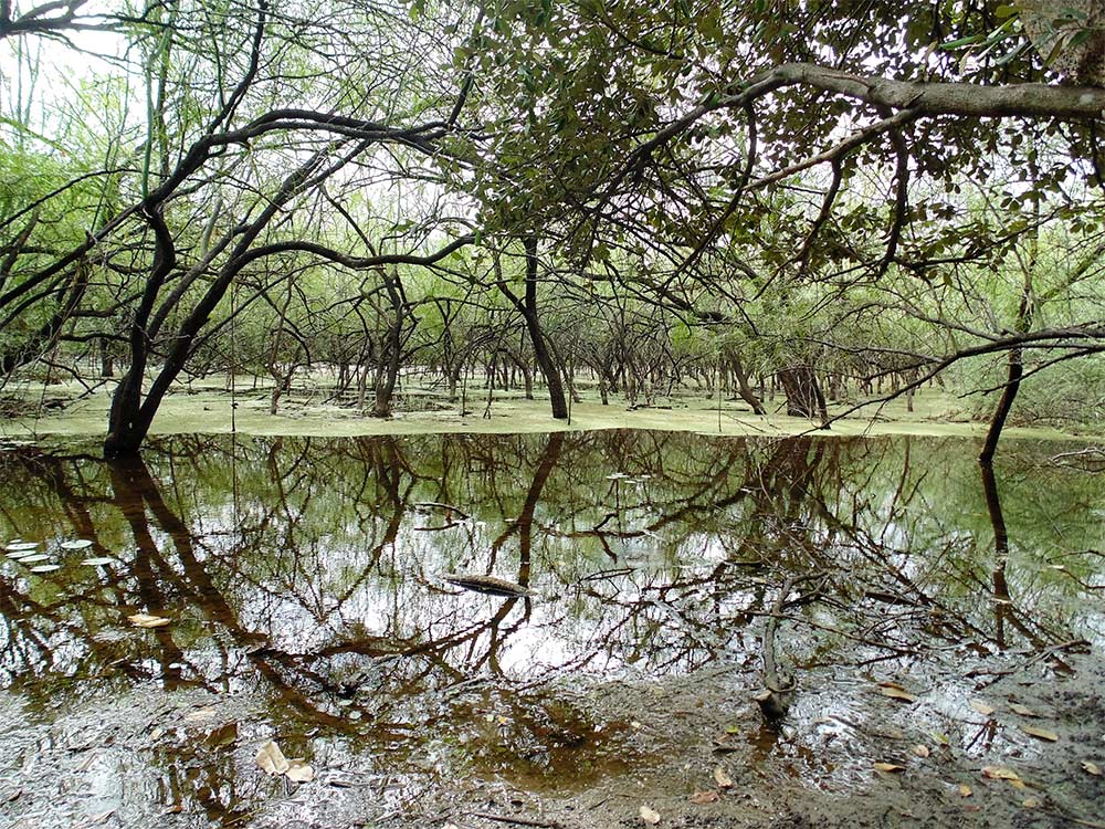 Wetlands-of-La-Pitahaya-(Comalapa)