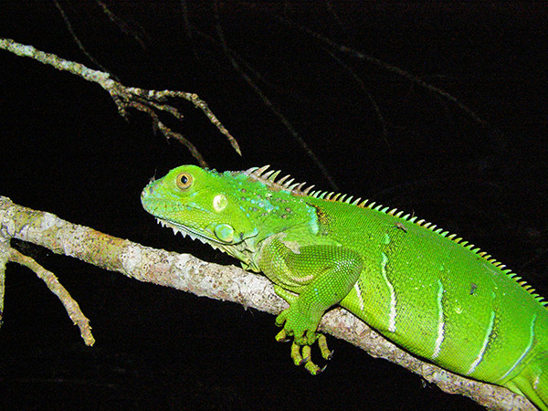 Iguana verde_eljicaral_naturaleza_gal6