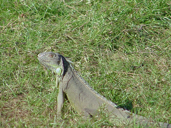 Iguanario, hacienda Cosigüina