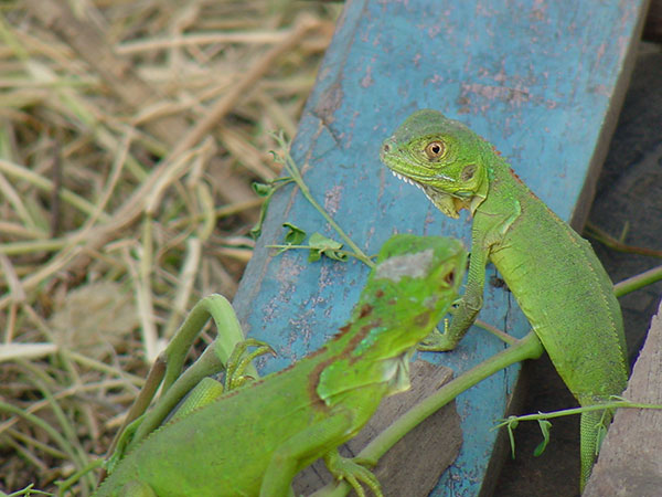 Iguanario, hacienda Cosigüina