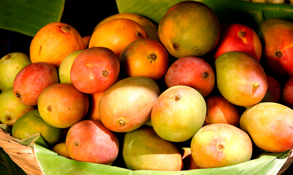 mangoes_eljicaral_naturaleza3