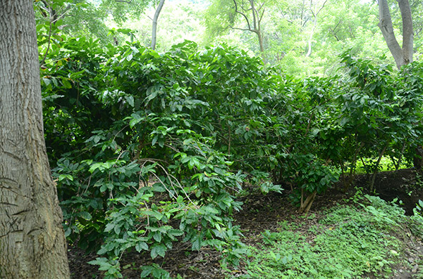 Plantío de café_achuapa_naturaleza_gal6