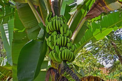 coltivazione delle banane