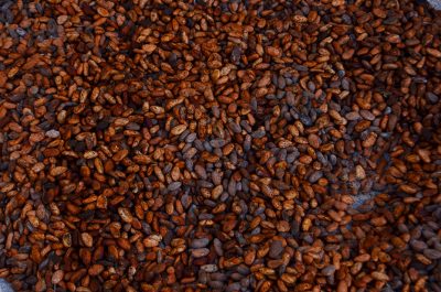 Cocoa beans