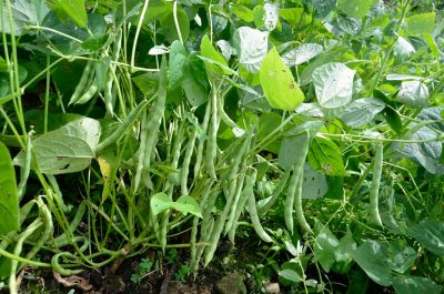 Bean cultivation