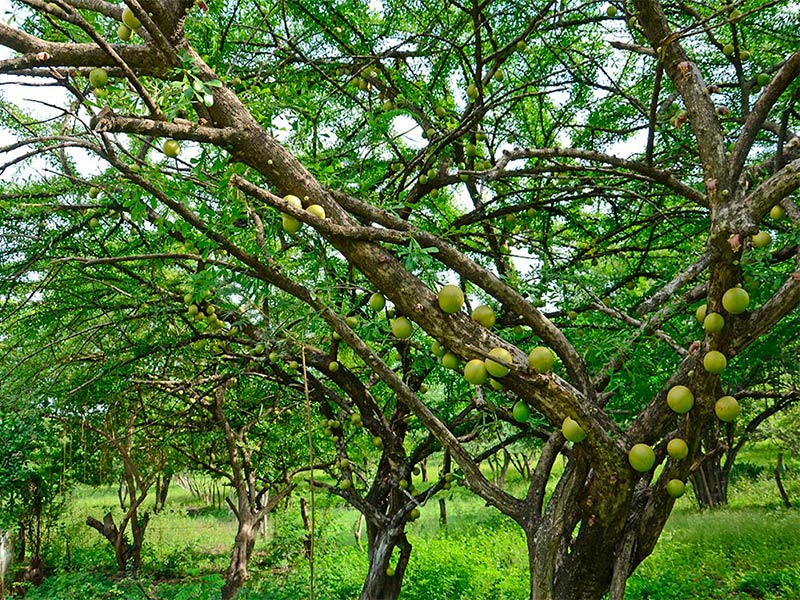 Árbol-de-jícaro-eljicaral_cultura1