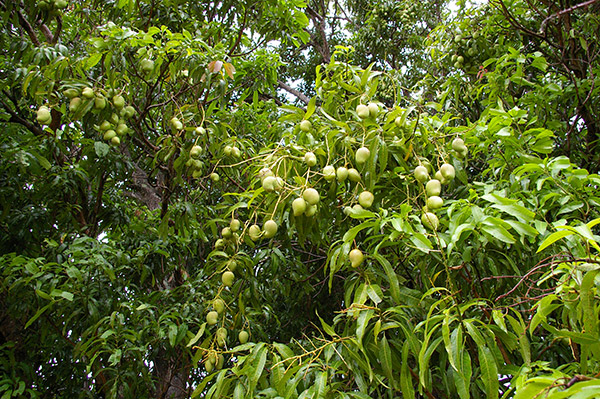 Árboles de mangos_eljicaral_naturaleza_gal1