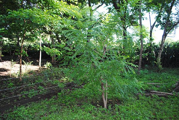 Jocote tree_quezalguaque_naturaleza_gal3