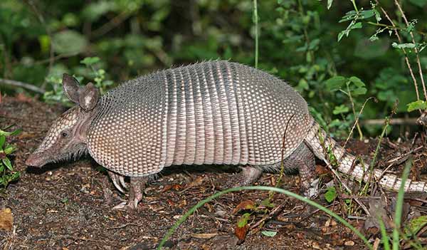 Armadillo ciudadsandino_naturaleza_gal3