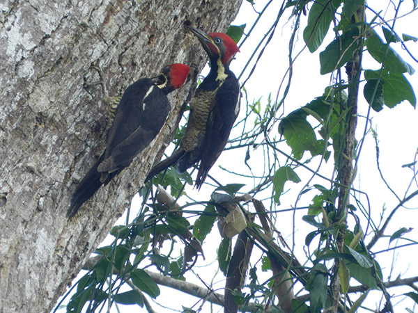 Carpinteros crestirojo _tipitapa_naturaleza_gal6