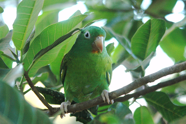 Chocoyo zapoyol_santarosa_naturaleza_gal2