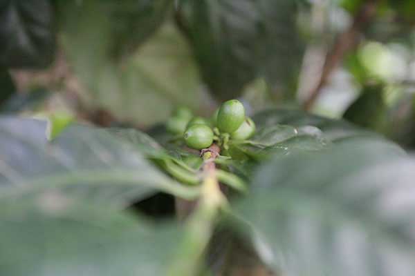 Cultivo de café _elcrucero_naturaleza_gal5