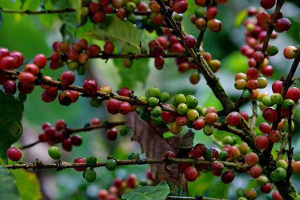 Cultivo de café