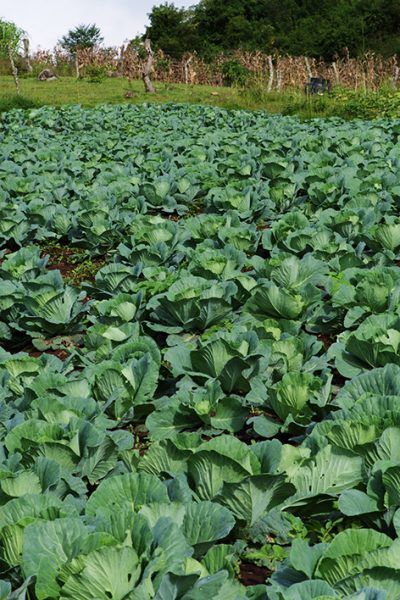 Cultivo de repollo