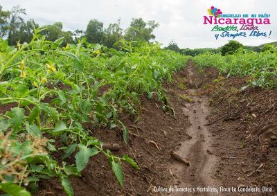 Cultivo de tomates y hortalizas_diria_naturaleza_gal2