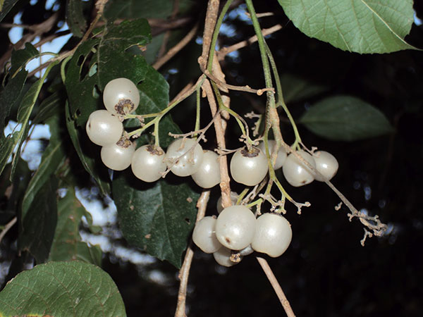 Tigüilote-Frucht _larreynaga_naturaleza_gal7