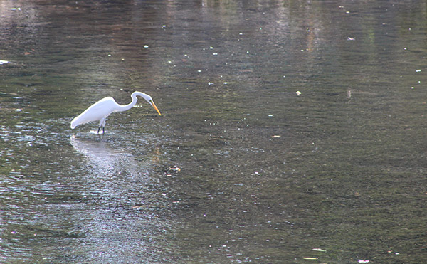 Garza blanca tipitapa_naturaleza_gal4