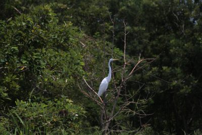 Garza diria_naturaleza4