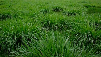 Graminées_tipitapa_nature3